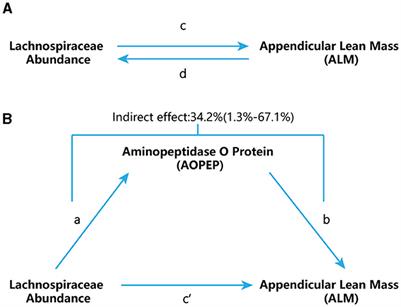 Aminopeptidase O Protein mediates the association between Lachnospiraceae and appendicular lean mass